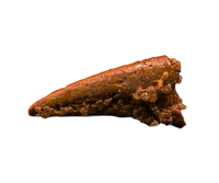 Theropod Dinosaur? Claw, Kem Kem