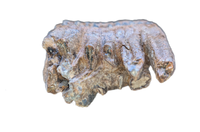 Woolly Mammoth Tooth, Europe