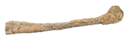 Edmontosaurus Fibula