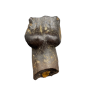 Rooted Ankylosaurus Tooth