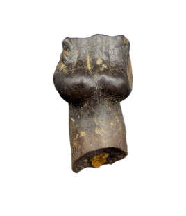 Rooted Ankylosaurus Tooth