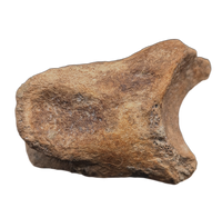 Huge Ornithomimid Toe