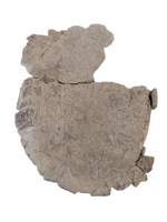 Stylemys (Tortoise), White River Group