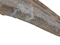 Suchomimus Tooth with Visible Serrations