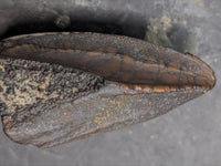 Parasaurolophus Tooth, Judith River Formation