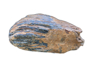 Woolly Mammoth Tooth, Europe