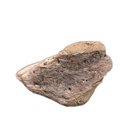 Sauropelta Armor Scute, Cloverly Formation