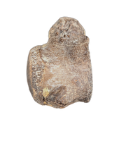 Mosasaur Vertebra, Cretaceous of Texas