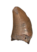 Tyrannosaurus Rex Tooth