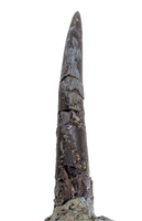 Megalosaurid Tooth, El Mers Formation