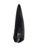 Tyrannosaur Tooth, Two Medicine Formation