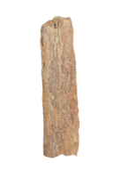 Mosasaur Rib Section, Cretaceous of Texas