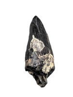 Archaic Whale Tooth (Agorophius?), 29-30 Million Years Old