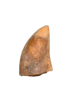 Theropod Tooth from the Mid Jurassic, Madagascar