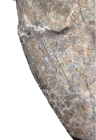 Huge Metricanthosaurid/Allosaurid?  Tooth, Elrhaz Formation
