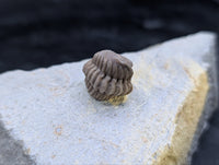 Kainops Trilobite, Oklahoma