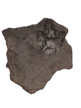 Prosauropod Dinosaur Track, Early Jurassic