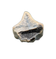 Hadrosauridae Tooth, Javelina Formation, Texas