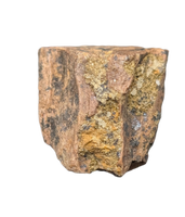 Triceratops Tooth