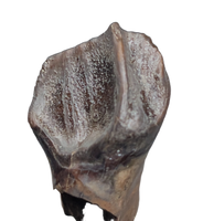 Huge Leptoceratops Tooth from the Hell Creek Formation