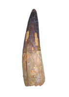 Huge Spinosaurus Tooth