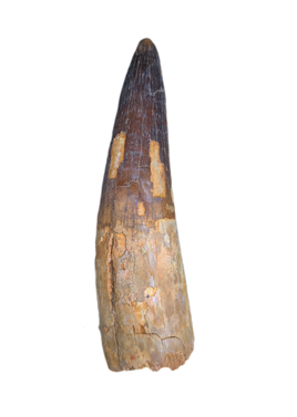 Huge Spinosaurus Tooth