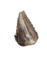 Troodon Tooth from the Hell Creek Formation