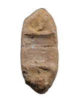 Brachypterigus (Ichthyosaur) Vertebra Jurassic Period, England.