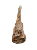 Edmontosaurus Tail Vertebra