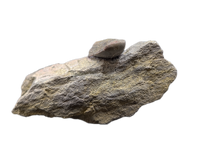 Allosaurus Tooth,  Morrison Formation