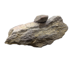 Allosaurus Tooth,  Morrison Formation