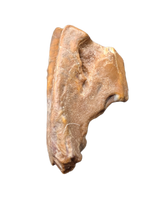 Large Iguanodont (Lurdusaurus?) Tooth