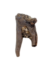 Mammal Tooth(Molar), Hell Creek Formation