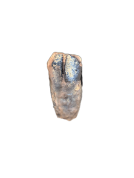 Large Ceratopsian Tooth, Aguja Formation, Texas