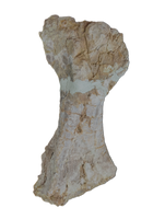 Stegosaur Humerus, El Mers Formation