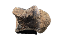 Crocodile Vertebrae, Bridger Formation, Wyoming