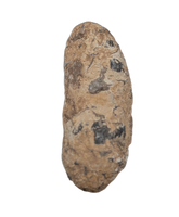 Coprolite, Cloverly Formation