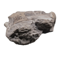 Hypacrosaurus Coracoid