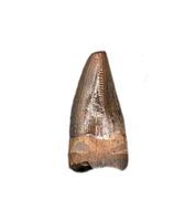 Juvenile Tyrannosaurus Rex Tooth