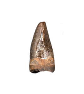 Juvenile Tyrannosaurus Rex Tooth