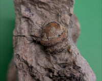 Adratiklit/Thyreosaurus (Stegosaur) Tooth, El Mers Formation