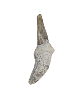 Dolphin Tooth, 15 to 4.5 Million Years Old