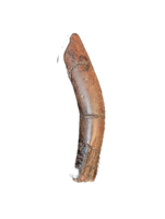Theropod Rib Section, Hell Creek