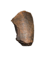 Partial Tyrannosaurus Rex Tooth