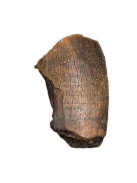 Partial Tyrannosaurus Rex Tooth