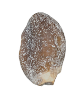 Lapparentosaurus/Narindasaurus Tooth from the Mid Jurassic, Madagascar