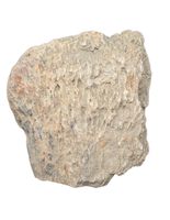 Ankylosaur Armor Scute, Hell Creek Formation