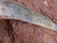 Largest and Exceptional Postosuchus (Rauisuchid) Tooth, Bull Canyon Formation