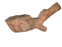 Triceratops Vertebra