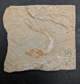 Fish, Lebanon 99 MYO